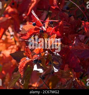 The colorful leaves and berries of a Virginia Creeper Vine in autumn. Stock Photo