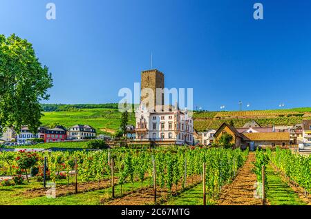 Vineyards green field with grapevine wooden poles and stone tower building in Rudesheim am Rhein historical town centre, blue sky background, State of Hesse, Germany Stock Photo