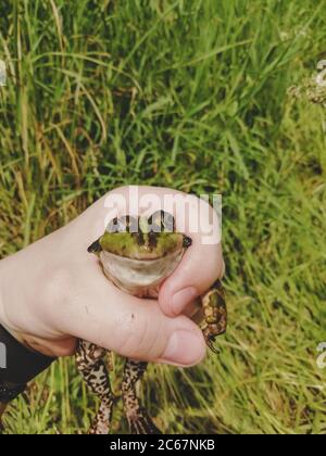 caught lake frog in the hand, grass backdrop Stock Photo