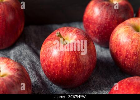 Raw Red Organic Gala Apples in a Bunch Stock Photo