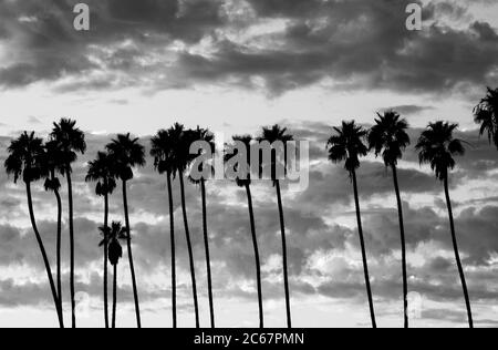 Palm trees against cloudy sky, Santa Barbara, California, USA Stock Photo