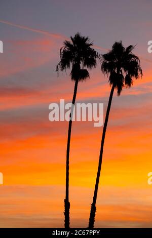 Two palm trees at sunset, Santa Barbara, California, USA Stock Photo