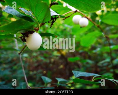 Macro view of a standalone white soft fruit of common snowberry (symphoricarpos albus) on a bush under green leaf in autumn in a popular urban park. Stock Photo