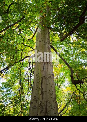 Bottom view over big gorgeous standalone European aspen tree with green and white foliage and blue sky in the background in the Tiergarten park. Stock Photo