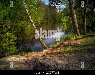 Birch tree bent over the calm water of a park lake surrounded by green trees, bushes and wild flowers in a forest near the city. Rest in a lonely park. Stock Photo