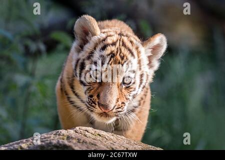 Male Amur tiger cub (two months old) Stock Photo