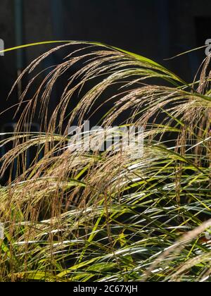 Windgrass Backlit summer flower sprays of the ornamental New Zealand wind grass ...