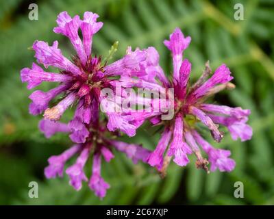 Pink flowers in the heads of the summer blooming UK wildflower and cottage garden plant, Betonica officinalis, wood betony Stock Photo