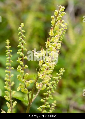 Flower spikes of the summer blooming UK wildflower, Teucrium scorodonia, wood sage. Stock Photo