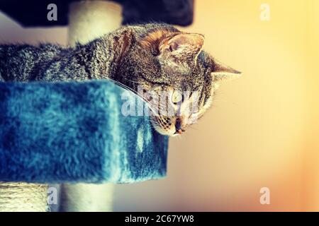 Cat lying on a scratcher looking at something, in the sunshine Stock Photo