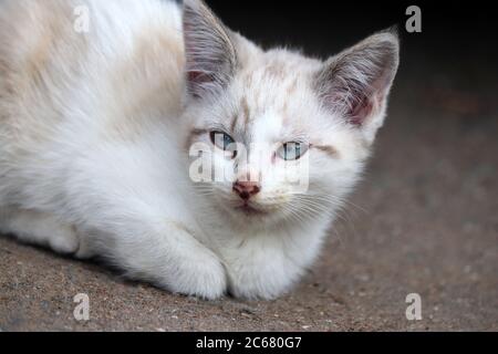 White-ginger kitten with blue eyes sitting on a street. Portrait of cute furry pet at summer Stock Photo