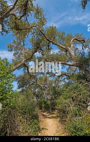 Remote Trail Amongst the Live Oaks in the Aransas National Widllife Refuge in Texas Stock Photo