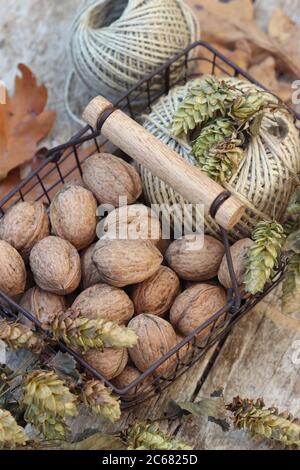 walnuts and hops in basket Stock Photo