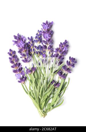 Lavender flowers bouquet on white background Stock Photo