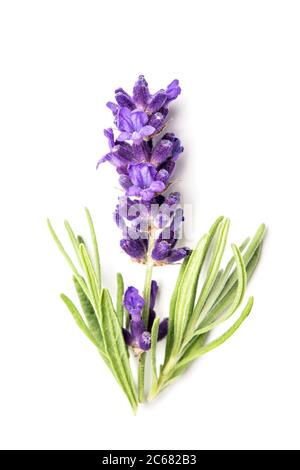 Lavender flower and leaves on white background closeup Stock Photo