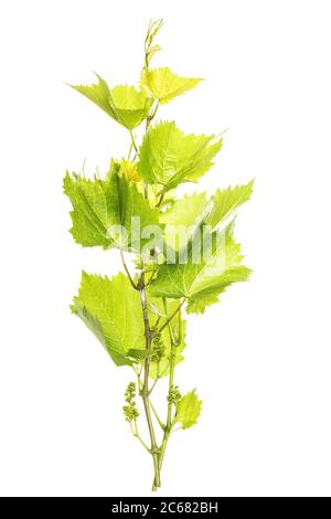 Green fresh vine leaves isolated on white background Stock Photo