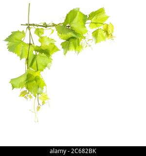 Border from grape vine leaves isolated on white background Stock Photo