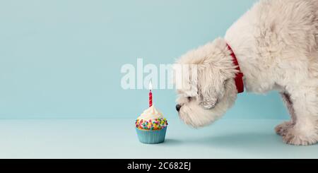 Small white dog and birthday cupcake Stock Photo