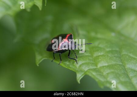 Black and red stink bug on green leaf close up Stock Photo