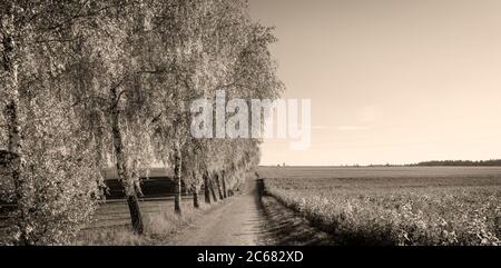 Row of willow trees along dirt road and field in autumn, Baden-Wurttemberg, Germany Stock Photo