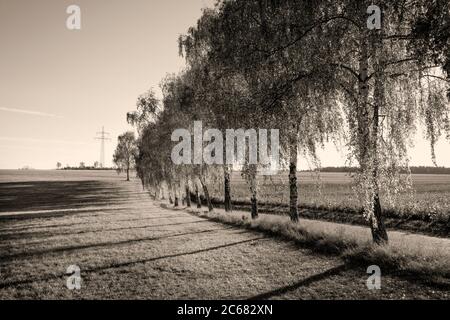 Row of willow trees in autumn, Baden-Wurttemberg, Germany Stock Photo