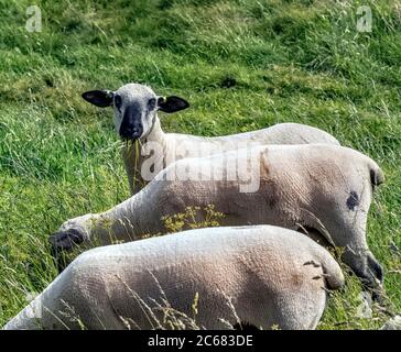 Shorn Sheep in a field in East Lothian, Scotland, UK.. Stock Photo