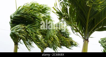 View of palm trees at windy day, Rarotonga International Airport, Rarotonga, Cook Islands