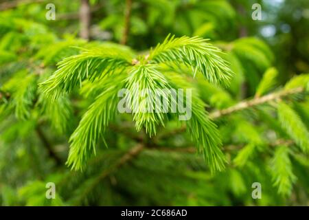 Young spring spruce shoots on the branches of spruce. Stock Photo