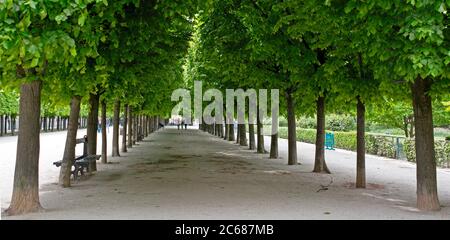 View of trees, Palais Royal, 9th Arrondissement, Paris, France Stock Photo