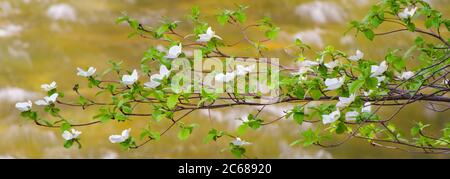 Pacific dogwood (Cornus nuttallii) along Merced River in spring, Yosemite National Park, California, USA Stock Photo