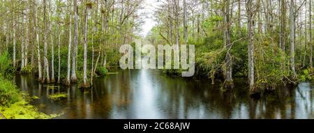 Swamp in Big Cypress National Preserve, Florida, USA Stock Photo