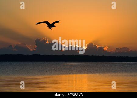 View of sunset and osprey (Pandion haliaetus) Blue Lake, Florida, USA Stock Photo