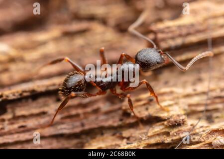 Spine-wasisted Ant (Aphaenogaster picea) Stock Photo