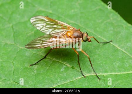 Marsh Snipe Fly (Rhagio tringarius) Stock Photo
