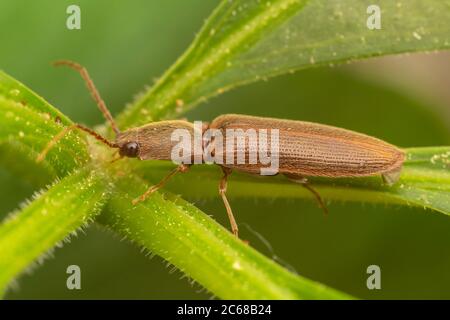 Click Beetle (Athous brightwelli) Stock Photo