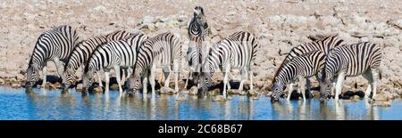 View of Common zebra (Equus quagga)herd at Okaukuejo Waterhole, Etosha National Park, Namibia, Africa Stock Photo