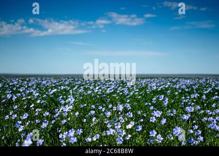 A field of flax in bloom, northcentral Montana Stock Photo