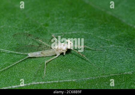 Flatheaded Mayfly, Stenonema femoratum, female imago Stock Photo