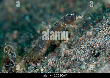 Shortpouch Pygmy Pipehorse, Acentronura brevipurula, Segara dive site, Seraya, Bali, Indonesia Stock Photo