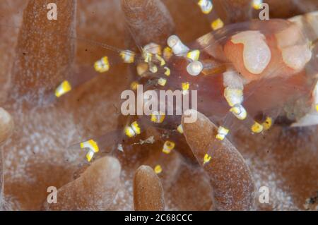 Hidden Corallimorph Shrimp, Pliopontonia furtiva, on Corallimorph Coral, Rhodactis rhodostoma, Coral Garden dive site, Seraya, Bali, Indonesia Stock Photo