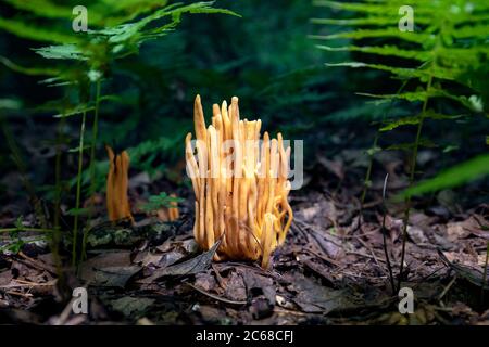 Golden Spindles (Clavulinopsis fusiformis) species of coral fungus - Brevard, North Carolina, USA Stock Photo