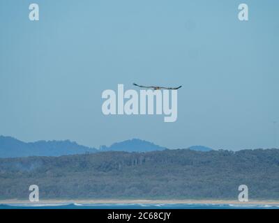 Spread your wings. A sea eagle soars overhead with hills, trees and blue sky and bushland, coastal Australia Stock Photo