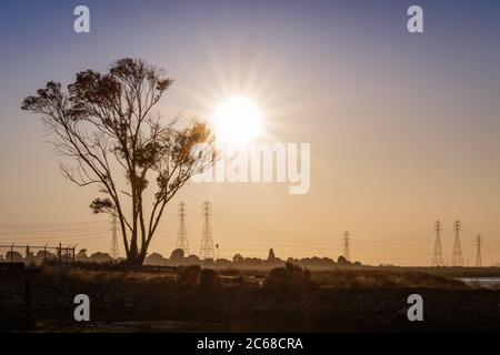 Sunset view of Eucalyptus tree growing on the shores of San Francisco Bay Area; California Stock Photo