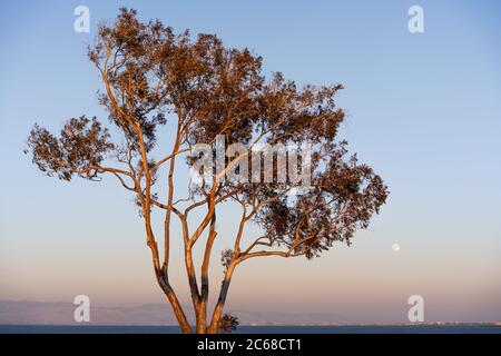 Sunset view of Eucalyptus tree growing on the shores of San Francisco Bay Area; full moon visible in the clear blue sky; California Stock Photo