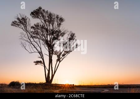 Sunset view of Eucalyptus tree growing on the shores of San Francisco Bay Area; California Stock Photo