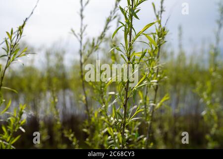 Sandbar Willows (also known as a ditchbank willow or Coyote Willow) in the sunshine on the shores of a small pond Stock Photo