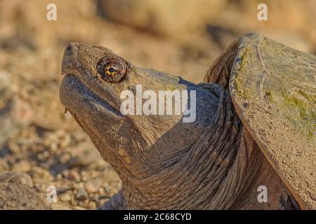 A portrait of an adult Common Snapping Turtle. Stock Photo