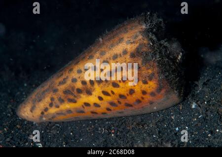 Lettered Cone Shell, Conus litteratus, on sand, night dive, TK1 dive site, Lembeh Straits, Sulawesi, Indonesia Stock Photo