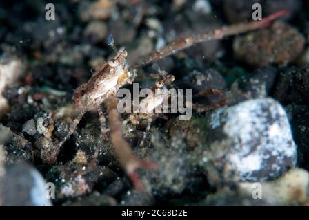 Pair of mating Squat Lobsters, Galathea sp, Jadi-Jadi dive site, Lembeh Straits, Sulawesi, Indonesia Stock Photo