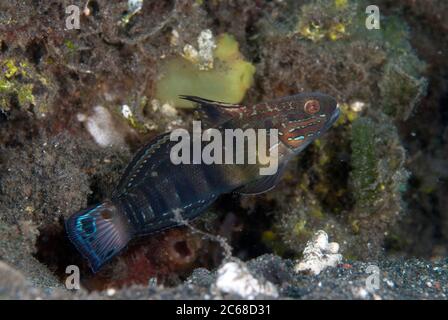 Banded Goby, Amblygobius phalaena, Jadi-Jadi dive site, Lembeh Straits, Sulawesi, Indonesia Stock Photo